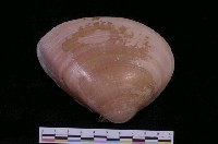 藏品(韓國文蛤)的圖片